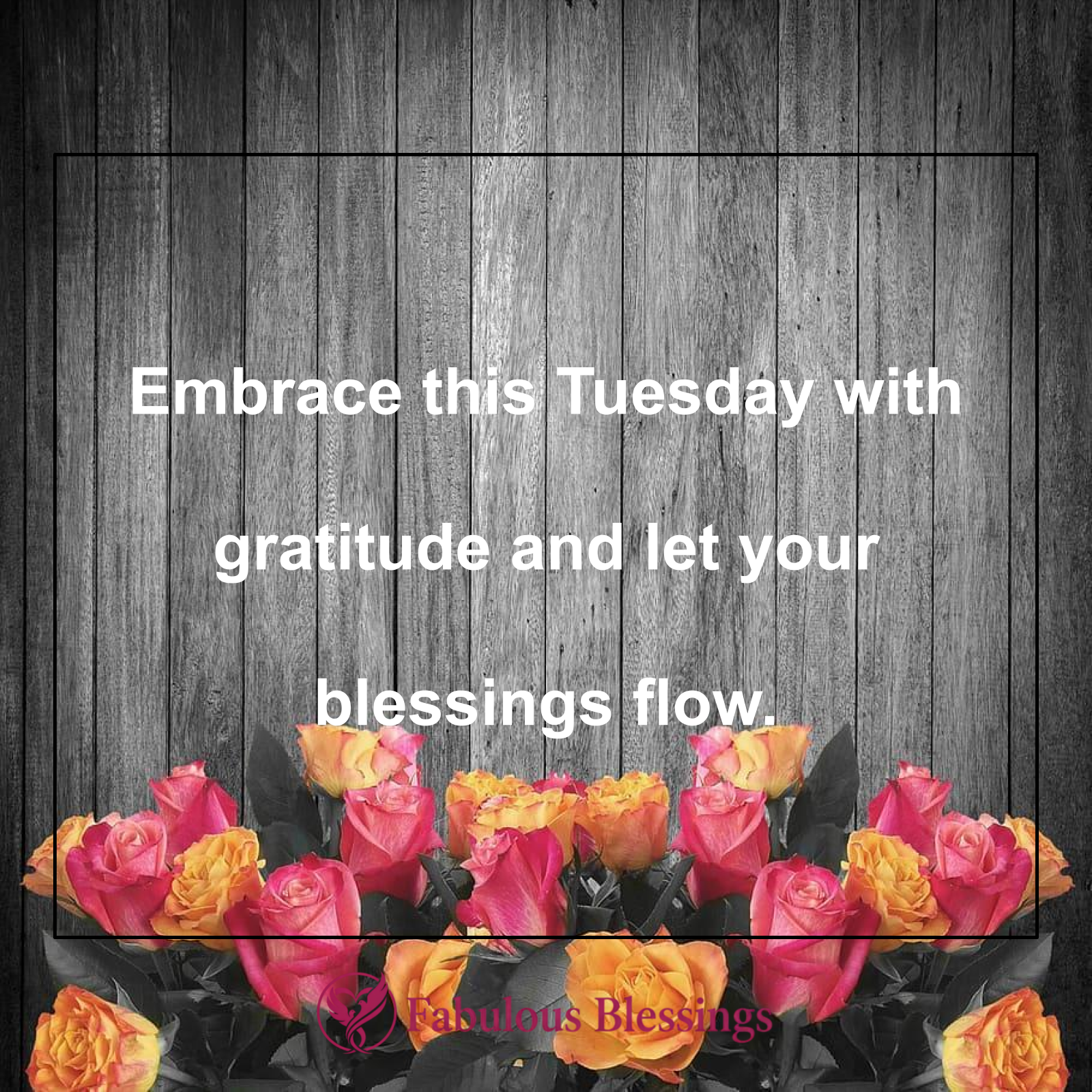 Gratitude for Tuesday
